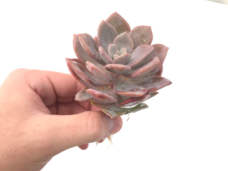 Echeveria 'Missing You' 3" Powdery Rare Succulent Plant