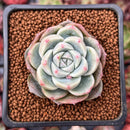 Echeveria 'Alba Beauty' 2" Succulent Plant