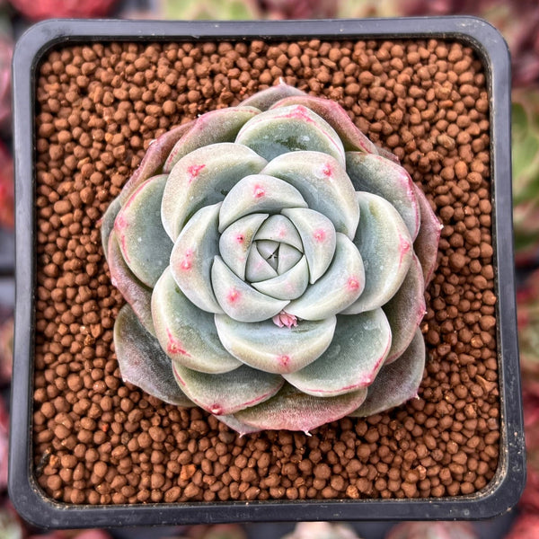 Echeveria 'Alba Beauty' 2" Succulent Plant