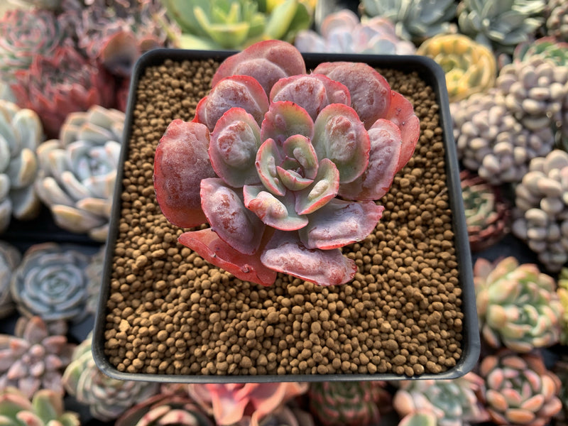 Echeveria 'Raindrop' 3" Succulent Plant