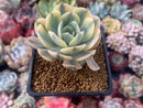 Echeveria Runyonii Variegated (Aka Echeveria 'Akaihosi' Variegated) 2" Succulent Plant