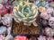 Echeveria Runyonii Variegated (Aka Echeveria 'Akaihosi' Variegated) 2" Succulent Plant