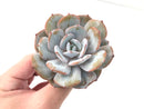 Echeveria 'Cream Tea' Powdery 4" Succulent Plant