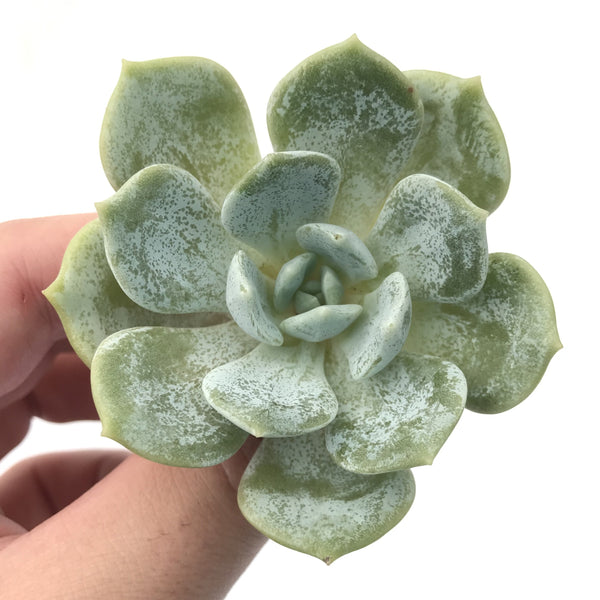 Echeveria 'Snow Shower' 2" Succulent Plant