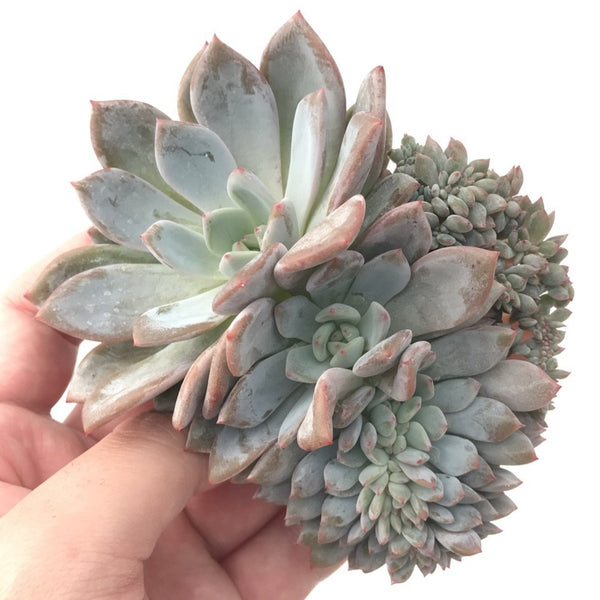 Echeveria 'Orange Monroe' Hybrid Crested Cluster 5” Succulent Plant