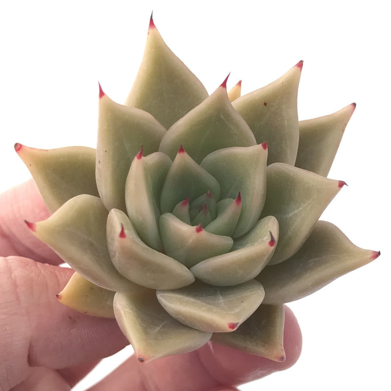 Echeveria Agavoides 'Lily One' 2" Succulent Plant