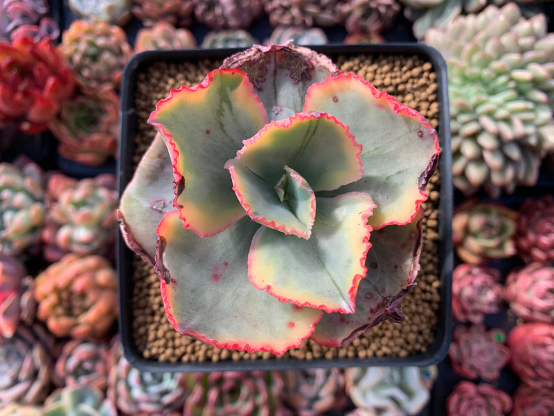 Echeveria 'Tornado' Variegated 3"-4" Succulent Plant