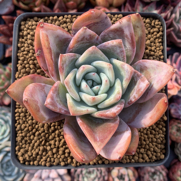 Echeveria sp. 4" Succulent Plant