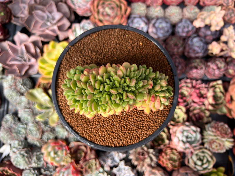 Cremneria 'Chubbs' Crested (Cremnophila linguifolia x Echeveria setosa var. ciliata) 3" Succulent Plant