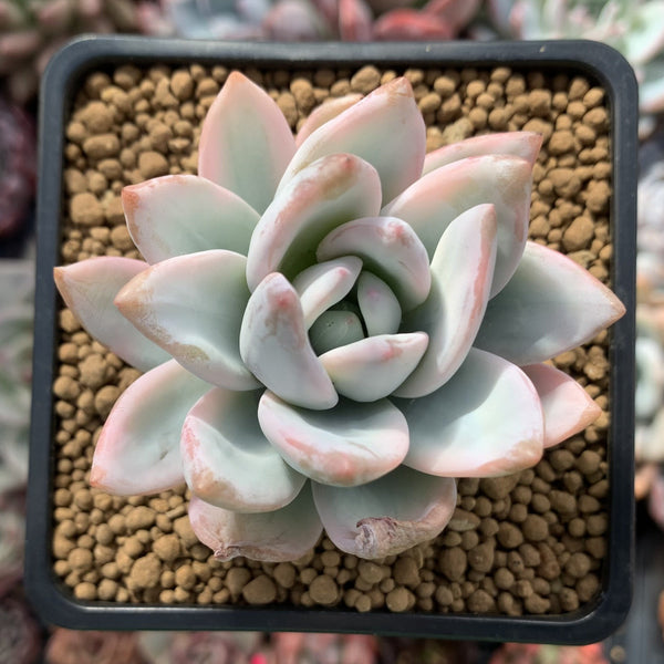 Pachyveria 'Simonasa' Variegated 3" Powdery Succulent Plant