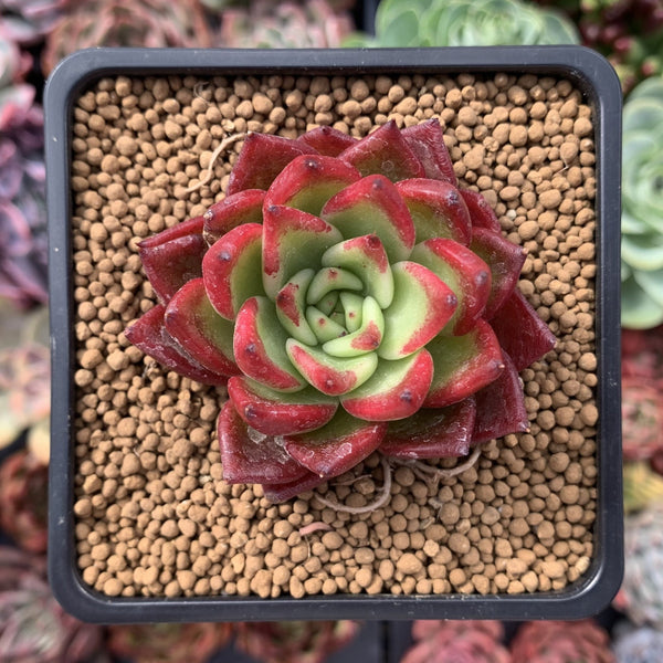 Echeveria Agavoides 'Super Bee' 1"-2" Succulent Plant