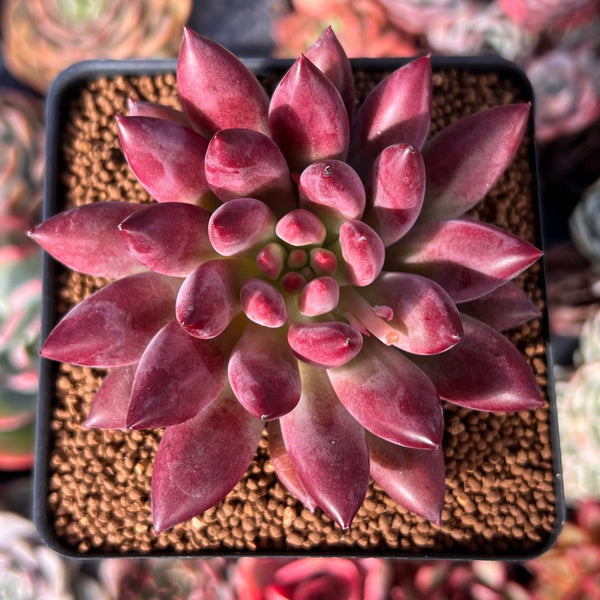 Pachyphytum 'Yeonji' Hybrid 2"-3" Succulent Plant