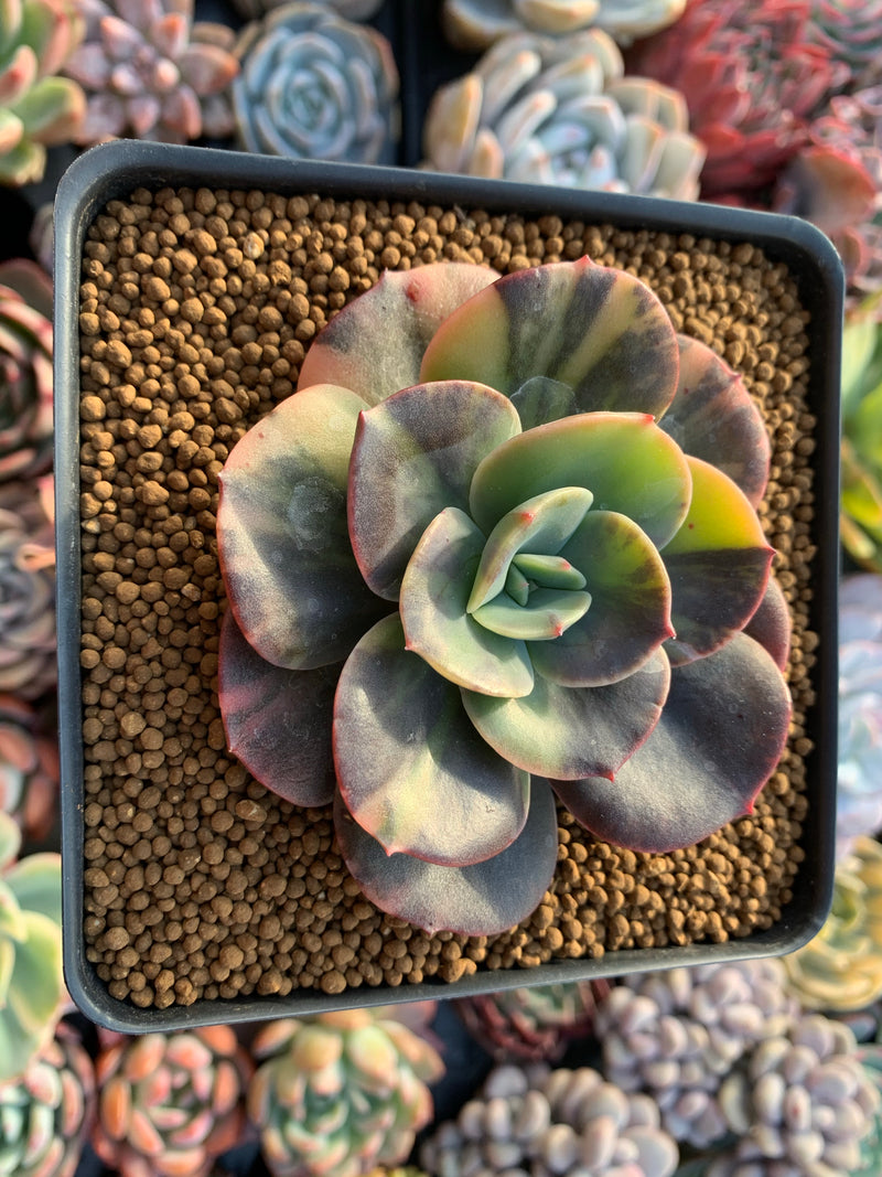 Echeveria 'Blue Metal' Variegated 3" Succulent Plant