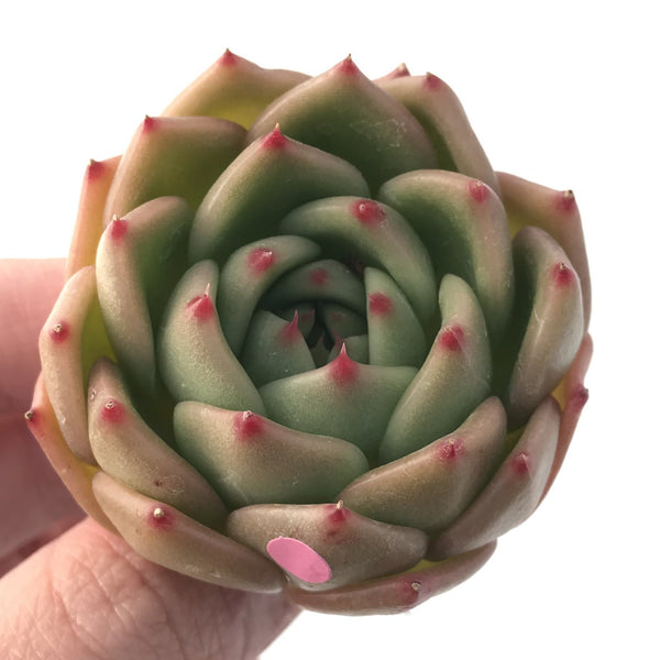 Echeveria Agavoides 'Labyrinth' New Hybrid 2" Succulent Plant