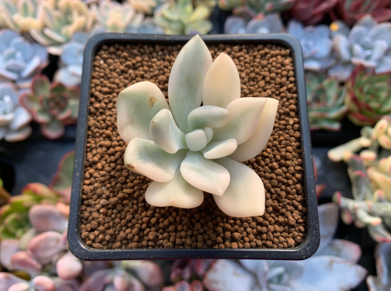 Graptoveria 'Opalina' Variegated 1"-2" Succulent Plant