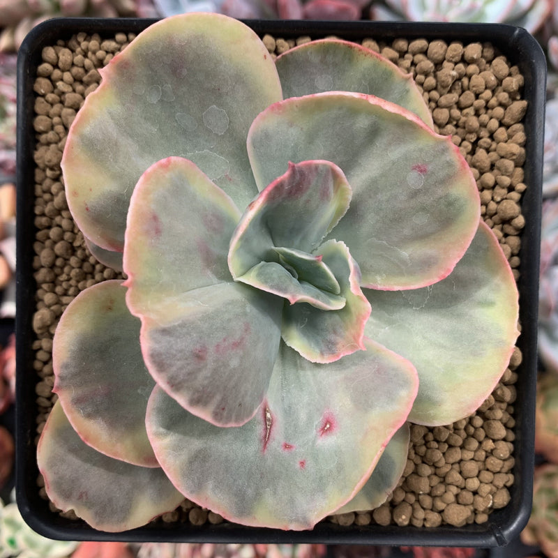 Echeveria 'Suyon' Variegated 4" Succulent Plant