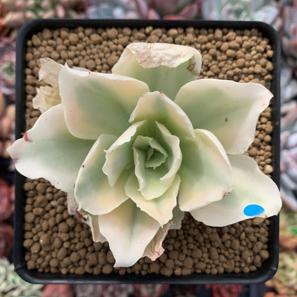 Echeveria 'Japan Moon River' Variegated 3" Succulent Plant