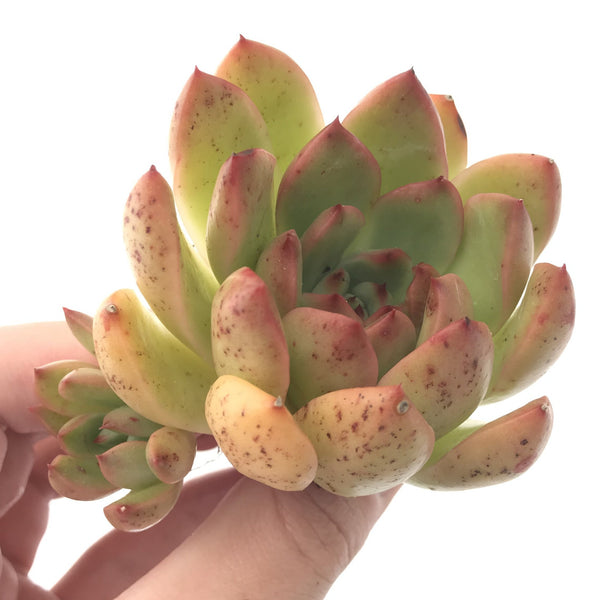 Echeveria Agavoides sp. 2"-3" Succulent Plant