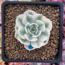 Echeveria 'Compton Carousel' Variegated 2" Succulent Plant