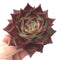 Echeveria Agavoides ‘Red Ebony’ 5” Rare Succulent Plant