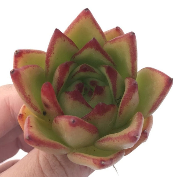 Echeveria Agavoides 'Lipstick' 3" Succulent Plant