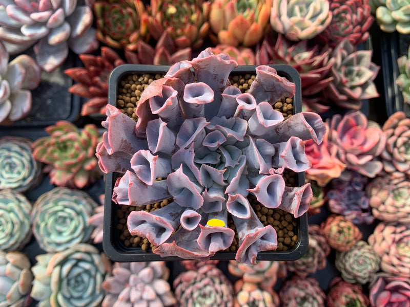 Echeveria 'Trumpet Pinky' 3" Succulent Plant