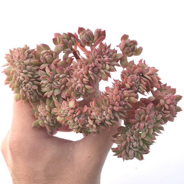 Echeveria 'Bradburiana' Crested Cluster 5" Succulent Plant