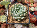 Graptoveria 'Amenova' 2"-3" Succulent Plant