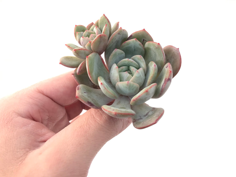 Echeveria 'Soul Mint' 3" Succulent Plant