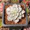 Graptopetalum 'Bellus' Variegated 1" Succulent Plant