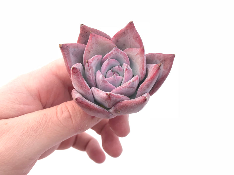 Echeveria Colorata 2" Rare Succulent Plant