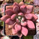 Graptoveria 'Ruby Donna' 2" Succulent Plant