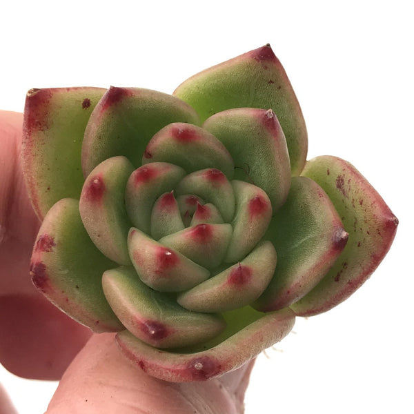 Echeveria Agavoides 'Chalstone' 1" Succulent Plant