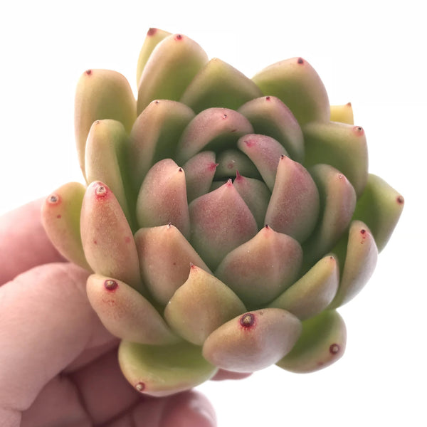 Echeveria Agavoides Wax 2"-3" Rare Succulent Plant