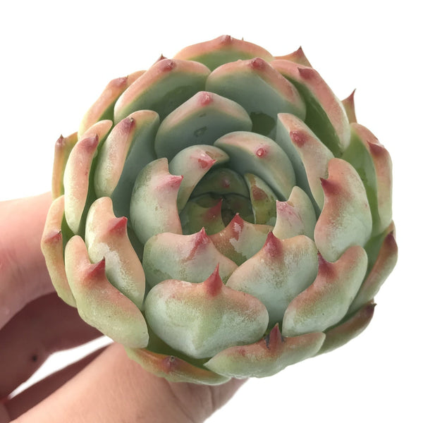 Echeveria cv 'Momotarou' 2" Succulent Plant