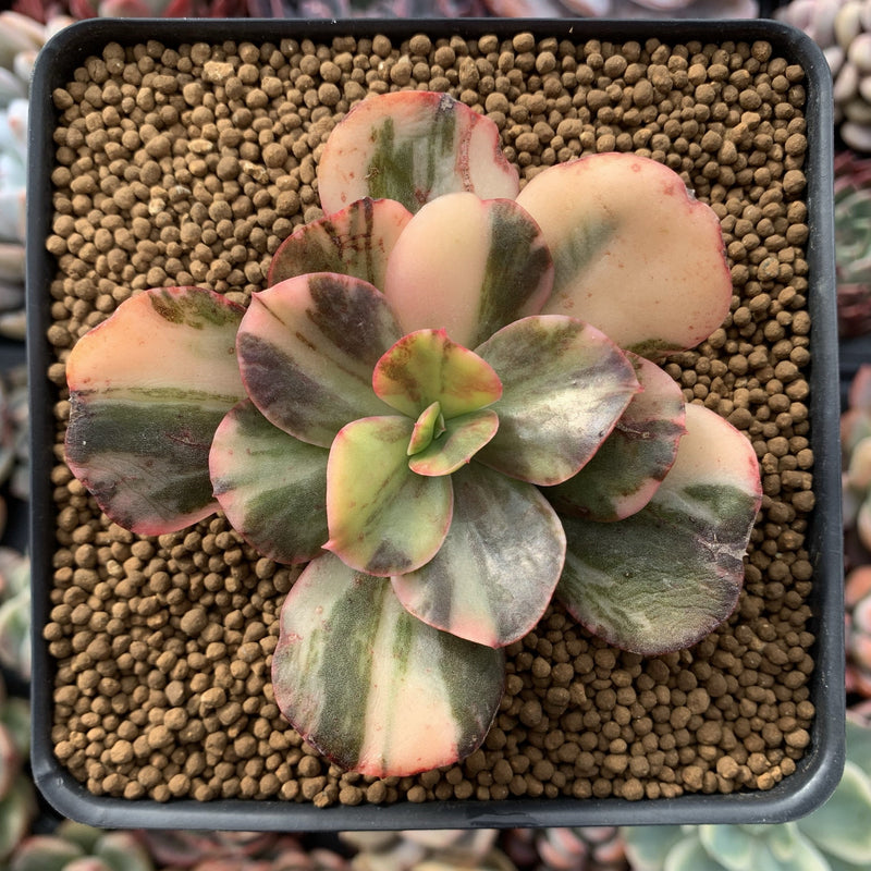 Echeveria 'Primadonna' Variegated 3" Succulent Plant