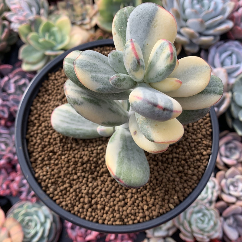 Cotyledon 'Orbiculata' Variegated 5" Large Very Rare Succulent Plant