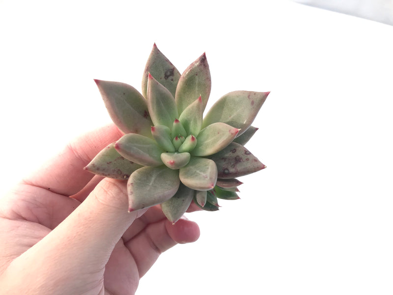 Echeveria Agavoides 'Planetary Stars' 3" Succulent Plant