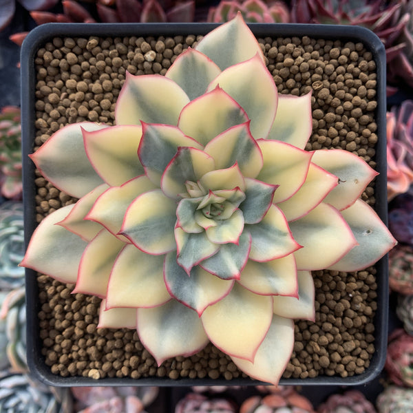 Echeveria 'Esther' Variegated 4" Succulent Plant