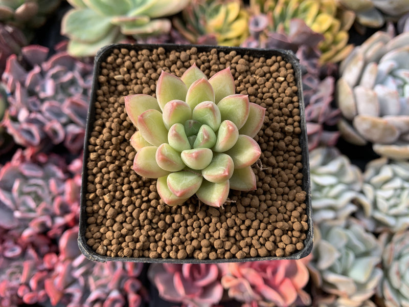 Echeveria 'McCol' 1" Succulent Plant