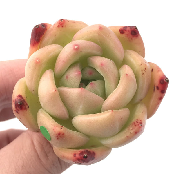 Echeveria 'White Champagne' 1"-2" Rare Succulent Plant