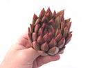 Echeveria Agavoides Red Maria 4” Rare Succulent Plant