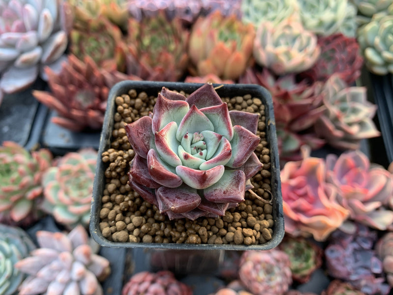 Echeveria 'Sarahime' 1" Succulent Plant