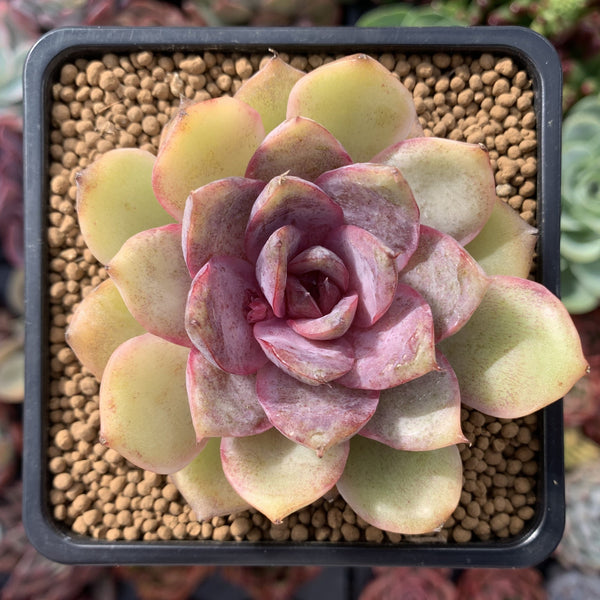 Echeveria 'Mirine' 2" Succulent Plant