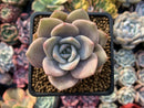 Echeveria 'La Bamba' 2"-3" Succulent Plant