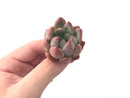 Echeveria 'Pena' New Hybrid 1" Succulent Plant