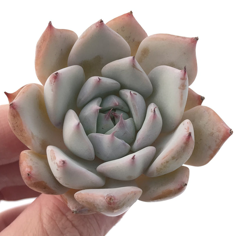 Echeveria 'Larega' Powdery 2" Succulent Plant