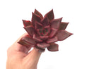 Echeveria Agavoides 'Red Ebony' 3"-4" Rare Succulent Plant