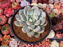 Pachyveria 'Fröbel' 4" Powdery Succulent Plant