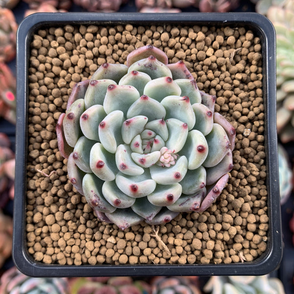 Echeveria 'Cherry Blossom Ending' 2" Succulent Plant